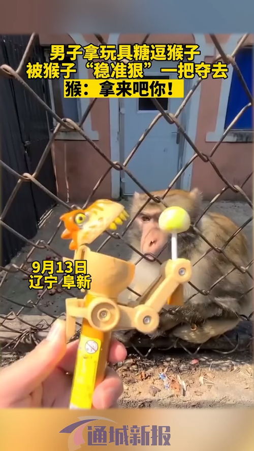 9月13日辽宁,男子拿玩具糖逗猴子,被猴子 稳准狠 一把夺去 猴 拿来吧你